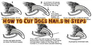 how to cut dogs nails in steps dogs