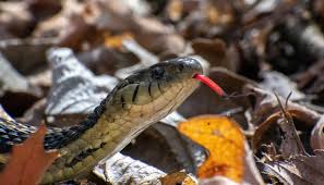 The garter snake is a slightly venomous colubrid snake genus (thamnophis) common across north america, ranging. Four Myths And Realities About Snakes Forest Preserves Of Cook County