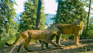 One of the best ways to help is through general donations that can be used however it is most needed at the time.to make a general donation just click the donate now button below. Cougars Caught On Camera A Stark Reminder We Live Among Very Big Cats The Seattle Times