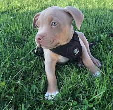 Pin by michael prentice on american. Pit Bull Puppies For Sale Home Facebook