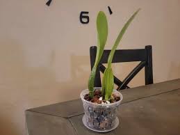 diy orchid potting mix recipe step by