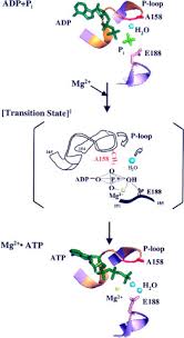 Chemical Mechanism Of Atp Synthase
