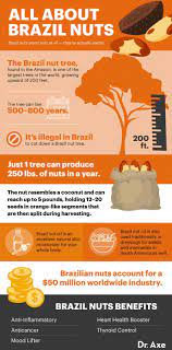 brazil nuts nutrition benefits