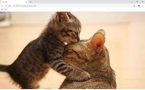 Baby cats are amazing creature because they are the cutest and most funny. Cute Cats Kittens Wallpapers And New Tab