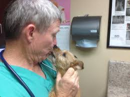 Our veterinary clinic at banfield pet hospital provides the best vet care for your cat, dog or other pet. Westridge Animal Hospital Phoenix Az Our Doctors