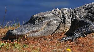 Will climate change help alligators expand their habitat in NC?