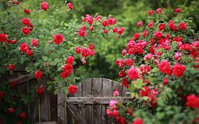 A How To Guide On Rose Pruning Care