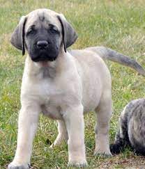 .neapolitan bullmastiff puppies, black neapolitan mastiff puppies, buy neapolitan mastiff puppies in india, neapolitan mastiff cross american bulldog puppies, blue neapolitan mastiff puppies for sale. American Mastiff Pet Keen