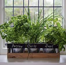 An Indoor Herb Garden Kit That S Not