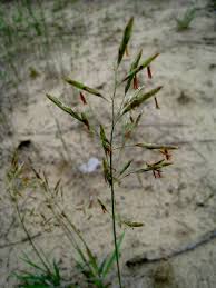 Bromus inermis - Michigan Flora