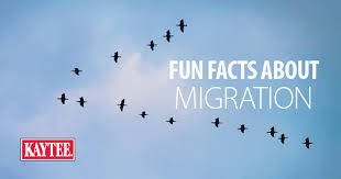10 Fun Facts About Migrating Birds