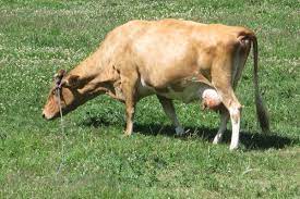 Гернзейская (порода коров) — Википедия