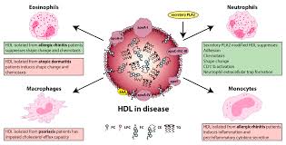 Find on the map and call to book a table. Biomedicines Free Full Text High Density Lipoprotein Hdl In Allergy And Skin Diseases Focus On Immunomodulating Functions Html