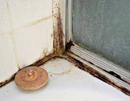 Remove Mold From Bathrooms After A Flood
