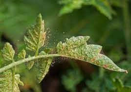 Place leaves in a plastic bag, seal the bag well, and disposing of them. Spider Mites How To Get Rid Of Spider Mites Garden Design