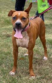 Boxer shelters and rescues in aberdeen, nc. Dog For Adoption Kita A Boxer Chow Chow Mix In Fayetteville Nc Petfinder