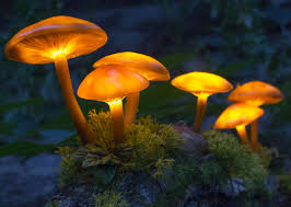 Magical Garden Mushroom Lights