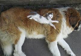29 cute cats who use dogs as pillows