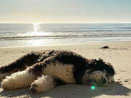 dog friendly beaches in california