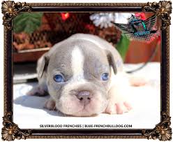 These are our currently available puppies for sale along with general information for each. Silverblood Frenchies Blue And Tan French Bulldogs For Sale