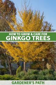 how to grow and care for ginkgo trees