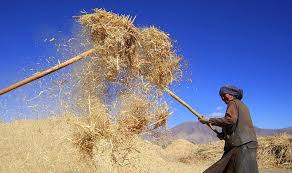 at the threshing floor of covid 19