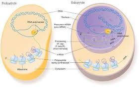 Differences Between Prokaryotic And Eukaryotic Cells