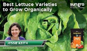 when can i plant lettuce containers in