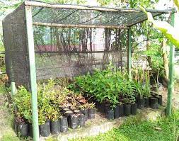 medicinal plant nursery