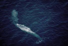 have whales recovered since the whaling