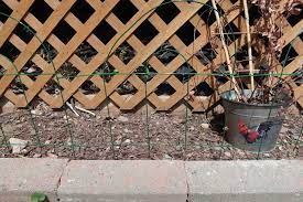 Chicken wire, or poultry netting as it's also called, is a lightweight wire mesh that's easy to use as fencing, and strong enough to keep chickens enclosed in an area. How To Keep Chickens Out Of Your Garden When You Free Range
