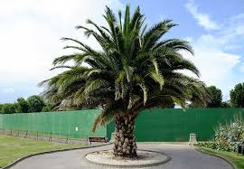 How Long Do Palm Trees Live In Uk