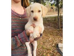 Your labrador puppy's development will be stunted. Akc Reg Yellow Labrador Puppy 8 Weeks Old In Winston Salem North Carolina Puppies For Sale Near Me