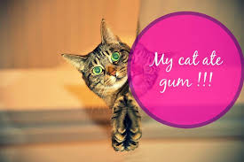 Strawberries are full of nutrients and can boost your cats immune system. My Cat Ate Gum What Should I Do Fluffy Kitty