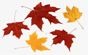 Over 2,312 fall leaves clipart pictures to choose from, with no signup needed. Autumn Leaves Png Images Free Transparent Autumn Leaves Download Kindpng