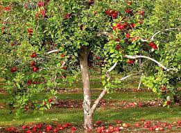Когда поливать яблони осенью
