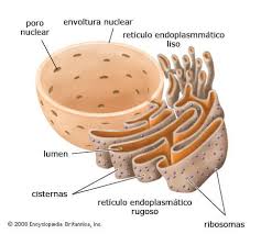 qué es el retículo endoplasmático