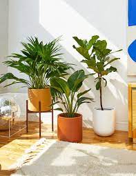 floor plants and large indoor plants