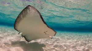 Witnesses said he apparently died of cardiac arrest after the stingray attack. Swimmer Is First Stingray Victim Since Steve Irwin The Times