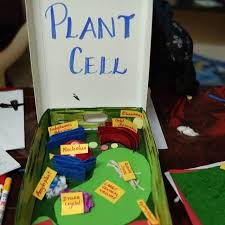 Plant and animal cells have several differences and similarities. Making Your Own Plant Cell Model At Home Is This Easy By Kidadl