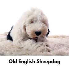 550 best british dog names unique uk