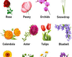 Flowers name list with meaning. Flowers Name List Archives English Grammar Here