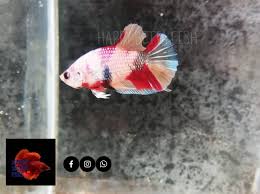 Many decorations also have sharp edges. Happy Betta Fish Home Facebook
