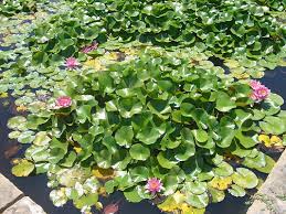 Pond Plants