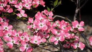 dogwood care and growing guide expert