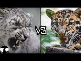 snow leopard vs clouded leopard part