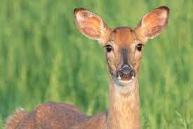 Keep Deer Away From Plants Naturally