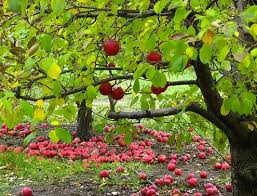 how to plant an apple tree project