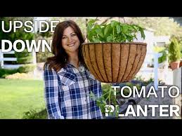upside down tomato planter you