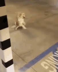 dogscoot gif dogscoot dog